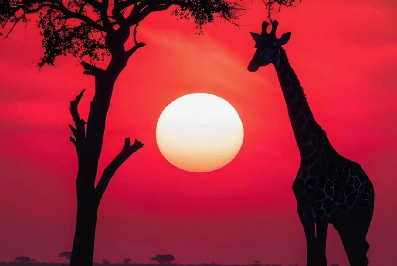 Safari Noturno